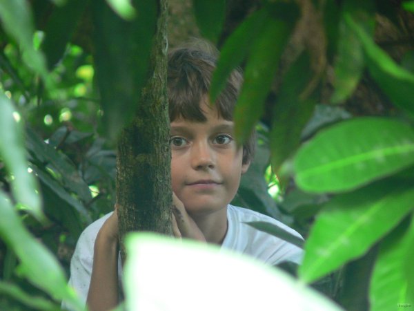50- Bastien perdu dans les arbres 